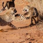 a group of cheetahs running